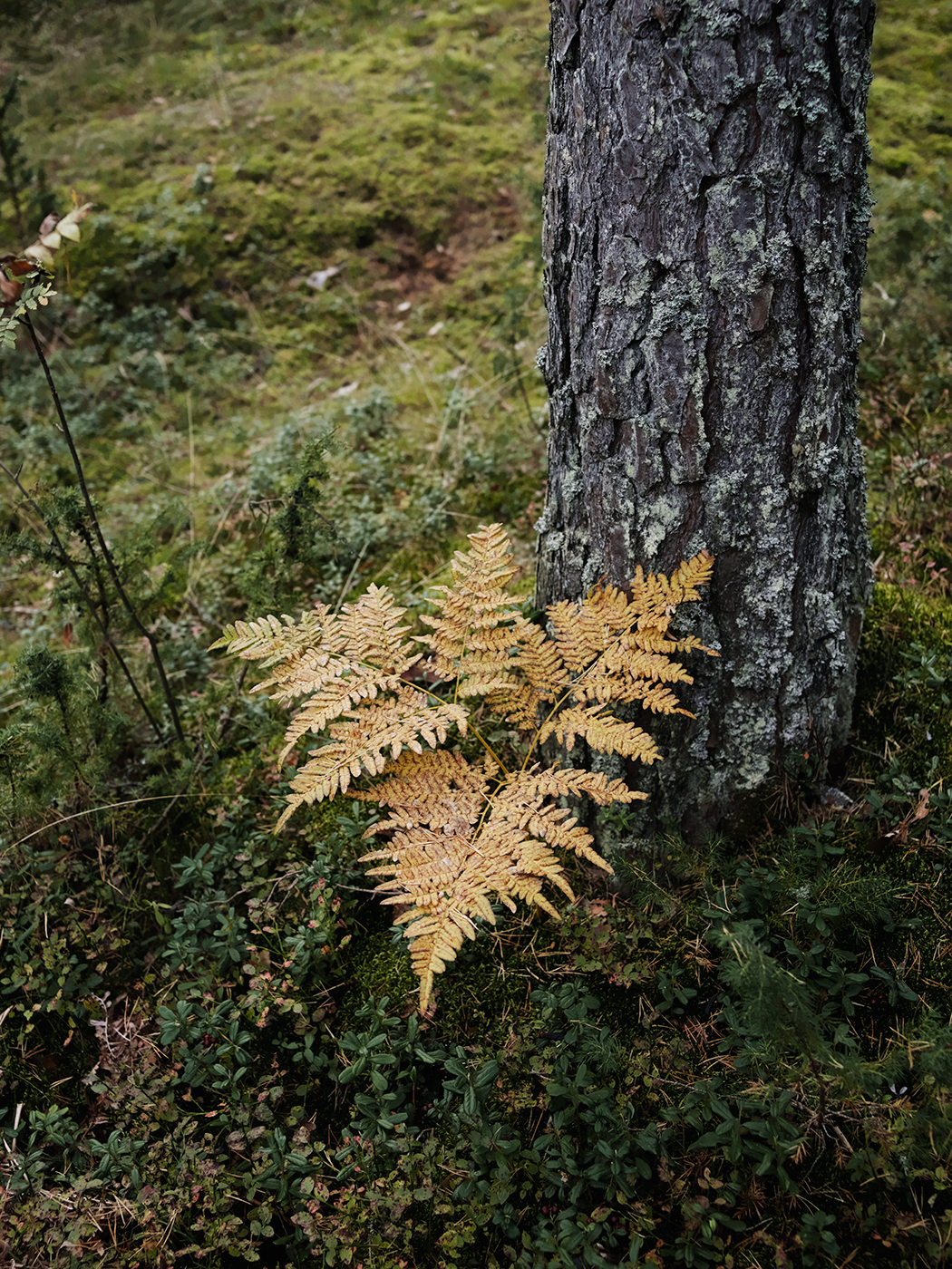 woodlabo-fond-blanc-_0616